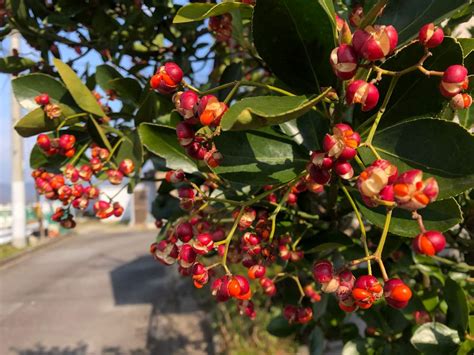 花樹種類|庭木におすすめの常緑樹38種！低木、中木、高木、花木、果樹、。